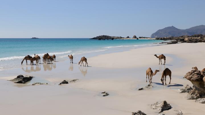 Camels in Dhofar © Ministry of Heritage & Tourism Sultanate of Oman